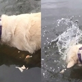這條黃金獵犬站在水裡不知道在看什麼…接著低頭一咬瞬間讓所有人驚呆：妳是熊吧！(影)