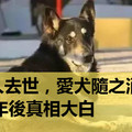 主人去世，愛犬隨之消失，11年後真相大白：我願一生孤獨，只為愛你如初