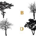 心理測試：選擇一顆代表你的樹，測出你的自尊心指數！