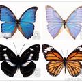 心理測試：四個蝴蝶選一個，測試你因為什麼自卑？
