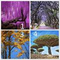 心理測試：4棵樹，你最喜歡哪一棵？測誰會在你危險的時候救你？