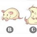 心理測試：哪一隻老鼠剛剛偷吃了蛋糕？測出你的性格