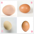 心理測試：4個雞蛋，哪個是熟的？測你是真聰明還是裝糊塗！
