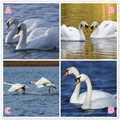 心理測試：假如有4對天鵝，哪對不會分開？測TA會寵愛你多久？
