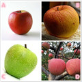 心理測試：4個蘋果，哪個是毒蘋果？測你的智商和情商哪個高？