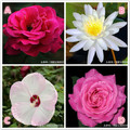 心理測試：4朵鮮花，哪朵開的最旺？測你最近會財運大爆發嗎？