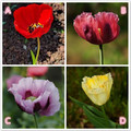 心理測試：選1朵罌粟花，測你在哪方面對TA誘惑最大