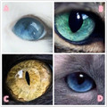心理測試：四隻眼睛，哪只是狗狗的？測你在別人眼中有多獨特！