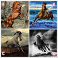 心理測試：4匹馬，你覺得哪匹最野？測你能馴服哪種男人！