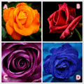 心理測試：4朵玫瑰，哪朵先枯死？測試你和前任的緣分斷了沒