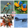 心理學：你覺得哪對鳥兒最幸福？測出他會陪你到老嗎？