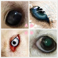 心理測試：4隻眼睛，哪個是大型犬？測這輩子深愛你的人有幾個！