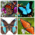 心理學：四隻蝴蝶，哪只有毒？測出你能不能征服喜歡的人？