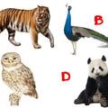 心理測試：選一隻動物陪你去探險，測出你的壓力來源於哪裡