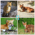 心理學：哪隻狐狸看上去最狡猾？測出你的心機指數是多少？