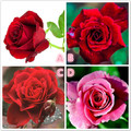 心理學：你最喜歡哪一朵玫瑰？測你的魅力源於什麼？