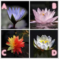 心理測試：哪朵睡蓮花最美？測誰才會陪你白頭到老呢？