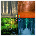 心理學：四片森林，你覺得哪片容易迷路？測你是真聰明還是糊塗