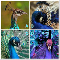 心理測試：4只孔雀哪一隻最美，測你在異性眼中的地位？