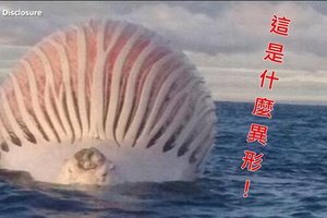 驚死人！澳洲海面出現熱氣球「外星海怪」？！靠近一看才發現牠竟然是...