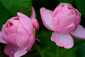 【海百合每日星語】0823天秤座獲得榮耀；天蠍座前途光明