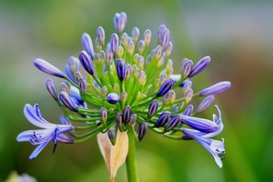 【海百合週末運勢】白羊座存有困惑；金牛座願望實現