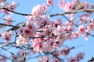 【海百合每日星語】1108獅子座異性緣足；處女座又遇貴人