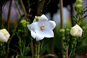 1.30日星座運勢預報，白羊把握桃花，雙子敞開心胸
