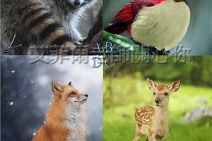 超準心測：選只動物瞬間看透你內心！