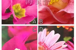 「神準占卜」最近會有什麼桃花運？