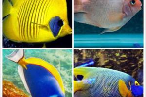 超准心理測試：四條觀賞魚選一條，看看你的傲嬌指數有多少？