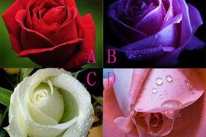 測試：選一朵玫瑰花，測你會在哪個季節遇到真愛？
