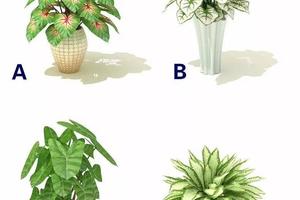 星座測試：選一盆生命力最旺的植物，測出哪種男人最旺你？