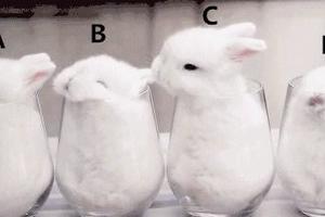 心理測試：選一隻可愛的兔子，看看最近你什麼運會最旺？