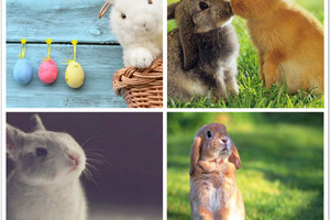 心理測試：4隻兔子，哪只最小？測你有哪些招男生喜愛的特質！