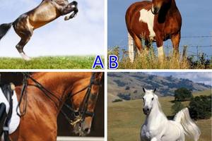 心理測試：從4匹駿馬中選出最喜歡的1匹，測出你現在的人生處境！