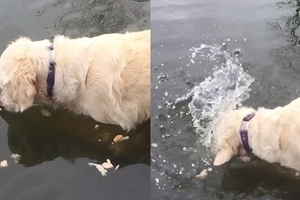 這條黃金獵犬站在水裡不知道在看什麼…接著低頭一咬瞬間讓所有人驚呆：妳是熊吧！(影)
