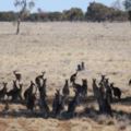 澳洲政府決定要在今年「殺掉100多萬隻袋鼠」，驚人決定的背後其實有這個原因啊…
