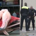 三個屁孩闖動物園「踢紅鶴致死」，被逮捕後的他們竟還這樣做，讓網友全都氣炸！