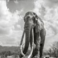 攝影師費時18個月！肯亞「女王象」生前最後照片曝光每一張都嘆為觀止