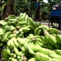 農委會推香蕉保險　基層蕉農：都要吃土了哪有錢買