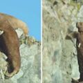 數百隻海象從80公尺高崖集體跳海　心碎紀錄片揭原因：牠們被逼到沒有選擇