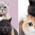 感情超好！三色貓咪愛玩「疊疊貓」　最底下那隻：頭重重der…