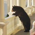 黑熊闖進飯店「悠閒看日出」　倚著欄桿的身影讓網友笑：很會享受的熊