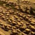 土耳其封城「綿羊帶隊夜遊」　羊咩咩們佔領整條街：可以數羊了～