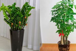 這四種樹養在家裡正合適！好養好看還旺財，擺在客廳正好！