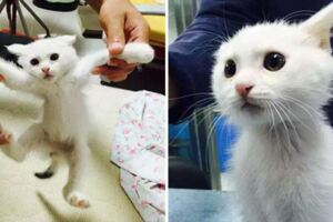 好心男帶雪白浪喵回家好好照顧　長大後「雙下巴藏不住」萌化全網