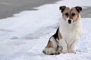 零下30度也不走！　忠犬原地守半年等主人　一見車就追：主人你來接我了嗎？