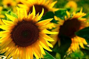 本來無一物，何處惹塵埃