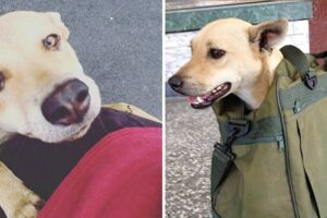 不忍浪浪撿魚吃、喝髒水…　當兵男在捕狗大隊來抓之前「打包帶走」超MAN